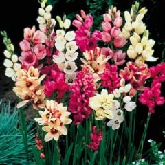 Karışık Mısır Zambağı Gelin Soğanı Çiçeği Mixed Ixia Çiçeği Soğanı (100 Adet)