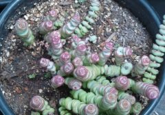 Crassula Marnieriana Mini Sukulent (5.5 Luk Saksıda)