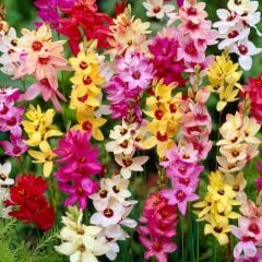 Karışık Mısır Zambağı Gelin Soğanı Çiçeği Mixed Ixia Çiçeği Soğanı (10 Adet)