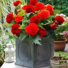 İri Çiçekli  Nadir Tür Fimbriata Red Begonya Çiçeği Soğanı (1 Adet)