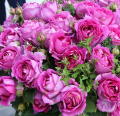 Tüplü Yediveren Carmen Wurth Yoğun Kokulu Yediveren Mor Gül Fidanı