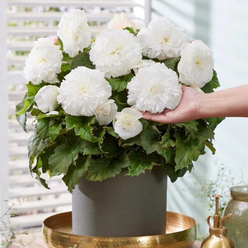 İrii Çiçekli  Nadir Tür Double White Begonya Çiçeği Soğanı (1 Adet)