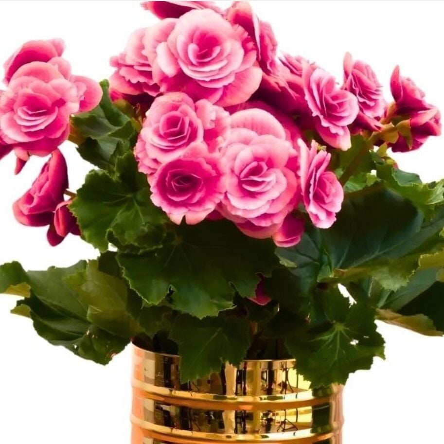 İri Çiçekli  Katmerli Nadir Camela Pink Begonya Çiçeği Soğanı (1 Adet)