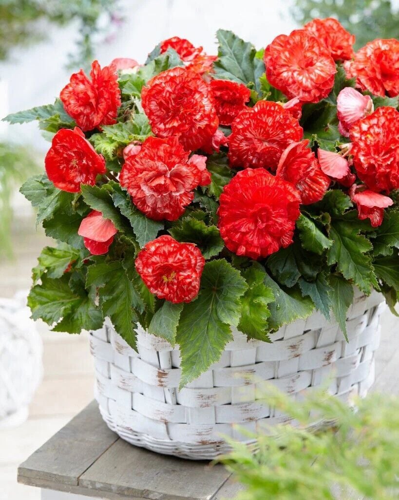 İri Çiçekli  Katmerli Nadir Tür Marmorata Begonya Çiçeği Soğanı (1 Adet)