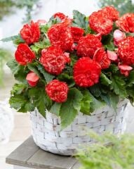 İri Çiçekli  Katmerli Nadir Tür Marmorata Begonya Çiçeği Soğanı (1 Adet)