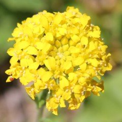 Altın Renkli Alisyum Çiçeği Tohumu (50 tohum)