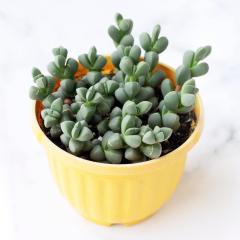 Delosperma Lehmannii Nadir Çeşit Sukulent (5. Luk Saksıda)