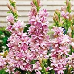 Polianthes Pink Sapphire Kokulu Sümbül Şefkat Teber Çiçeği Soğanı (1 Adet)