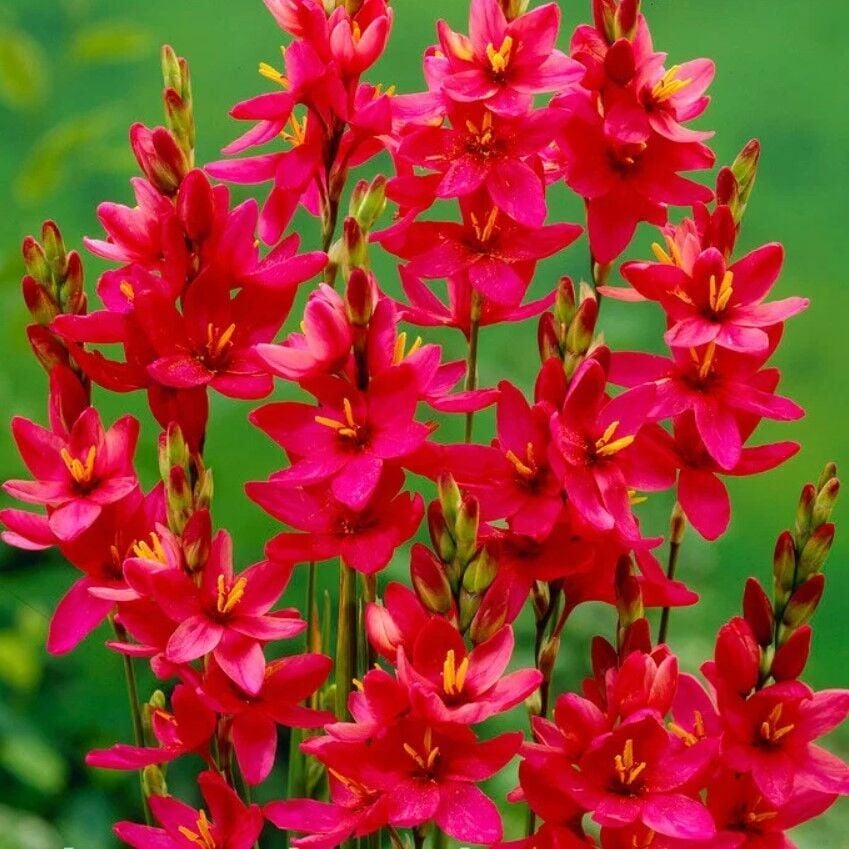 Mısır Zambağı Gelin Soğanı Çiçeği Venus Ixia Çiçeği Soğanı (10 Adet)