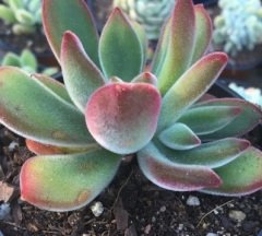 Echeveria Pulvinata Nadir Çeşit Sukulent(5.5 Luk Saksıda)