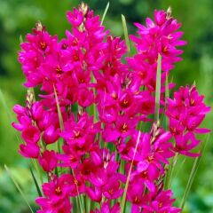 Mısır Zambağı Gelin Soğanı Çiçeği Mabel Ixia Çiçeği Soğanı (10 Adet)