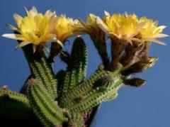 Echinopsis Chamaecereus Yellow Bird Kaktüs İri Sarı Çiçekli (5.5 luk Saksıda)