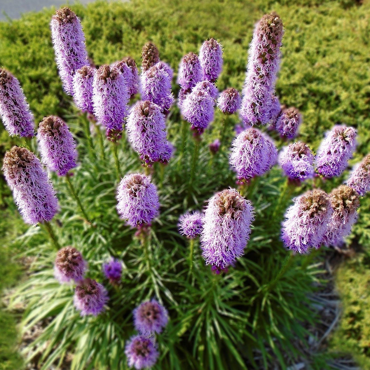 Özel Paskalya Şapkası Liatris Çiçeği Tohumu (10 tohum)