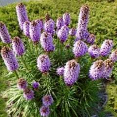 Özel Paskalya Şapkası Liatris Çiçeği Tohumu (10 tohum)