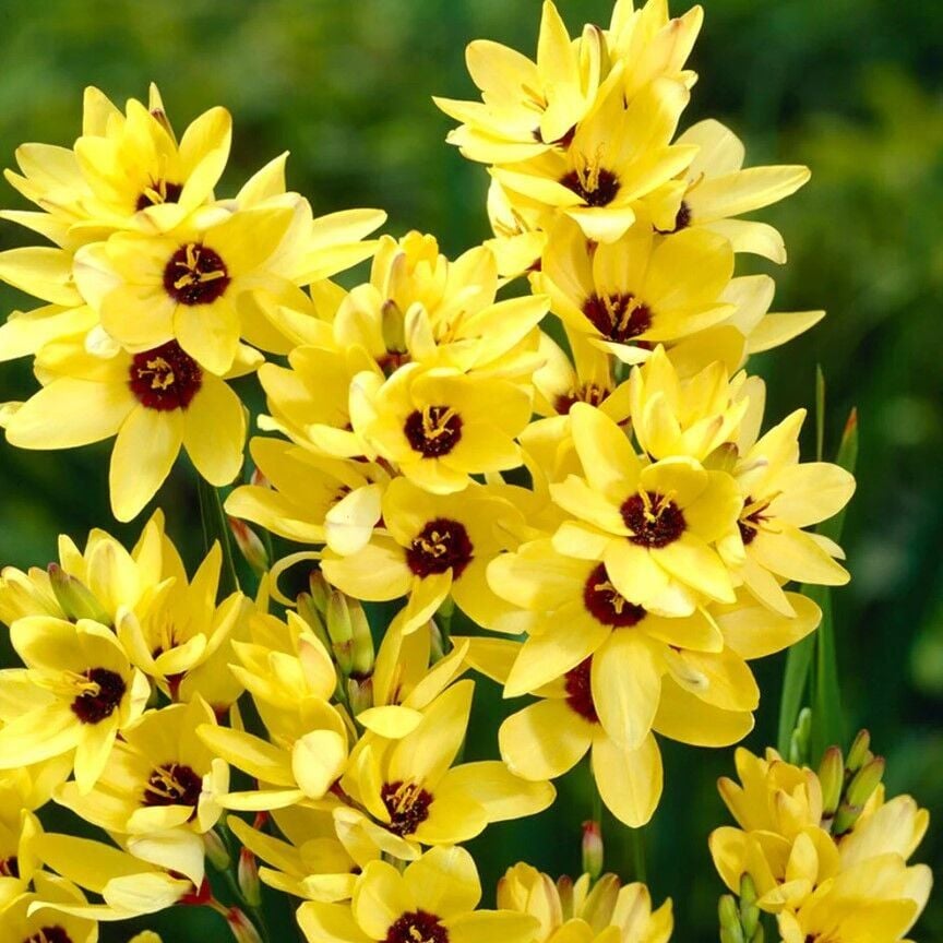 Mısır Zambağı Gelin Soğanı Çiçeği Yellow Emperor Ixia Çiçeği Soğanı (10 Adet)