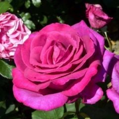 Tüplü Big Purple Yediveren Yoğun Kokulu Gül Fidanı
