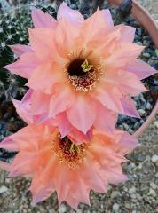 Echinopsis Hybrid Turuncu Çiçekli  Dikenli Kaktüs (5.5 luk Saksıda)