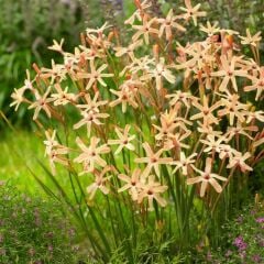 Mısır Zambağı Gelin Soğanı Çiçeği Paniculata Eos Ixia Çiçeği Soğanı (10 Adet)