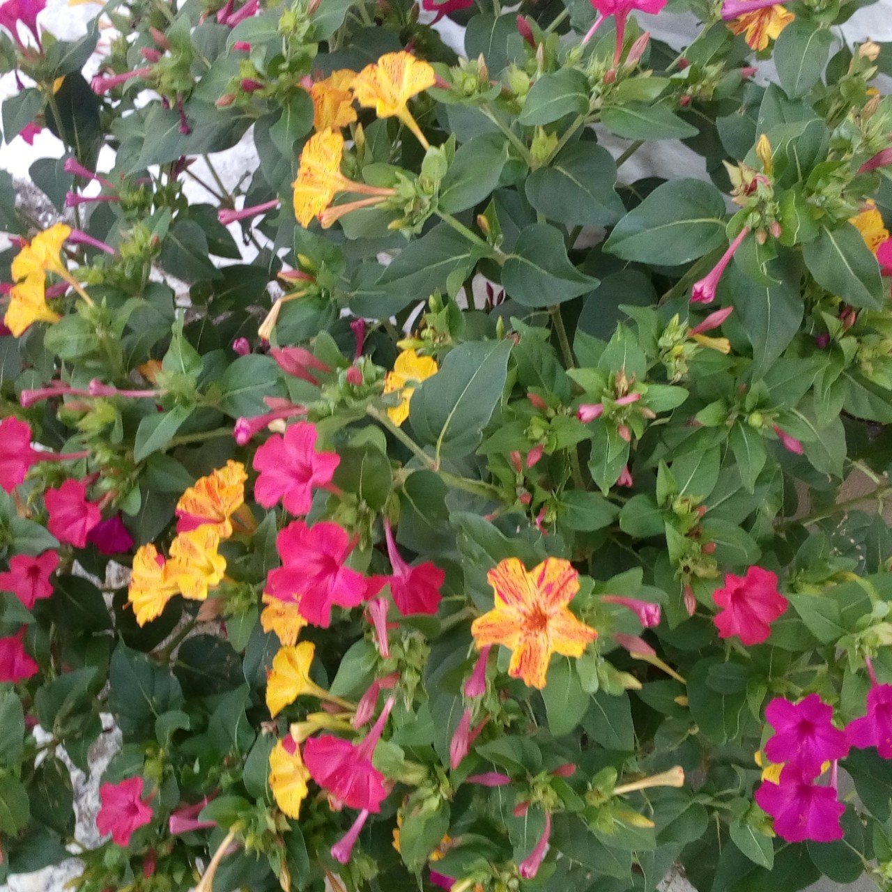 Bicolor Akşam Sefası Çiçeği Tohumu(20 tohum)
