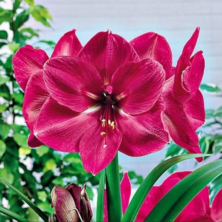 Amaryllis Hercules Kokulu Güzel Hatun Çiçeği Soğanı (1 Adet)