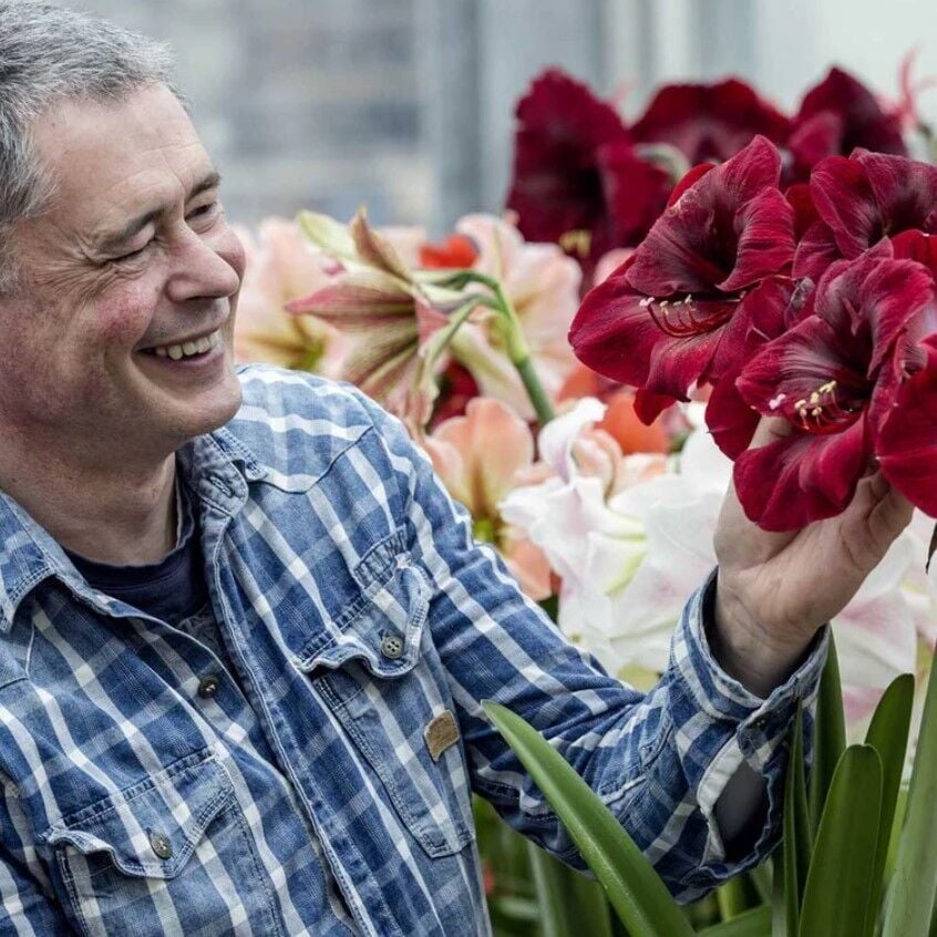 Amaryllis Gr. Diva Kokulu Güzel Hatun Çiçeği Soğanı (1 Adet)