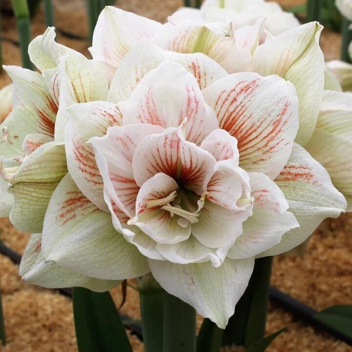 Amaryllis Nymph Kokulu Güzel Hatun Çiçeği Soğanı (1 Adet)