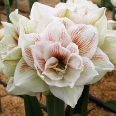Amaryllis Nymph Kokulu Güzel Hatun Çiçeği Soğanı (1 Adet)