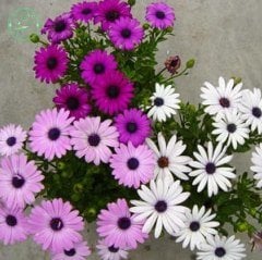 Maximum Alaska Krizantem Papatya Çiçeği Tohumu (300 tohum)