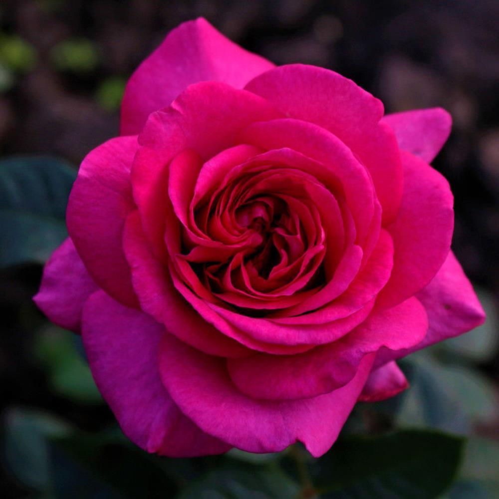 Tüplü Yediveren Özel Kokulu Selin Nostalji Gül Fidanı