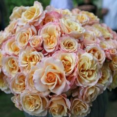 TÜplü Yediveren Oh Happy Day Kokulu Gül Fidanı