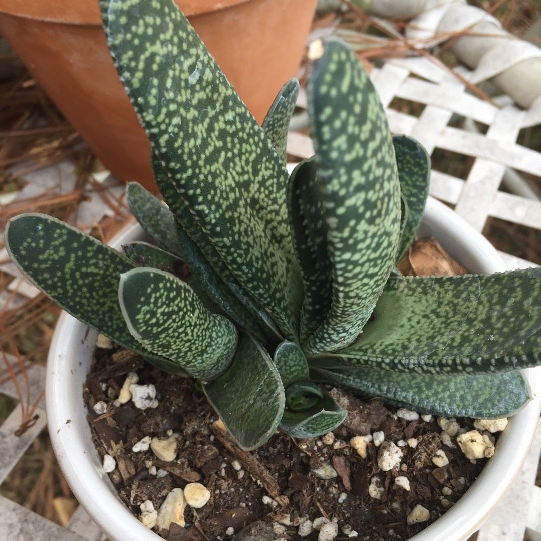 Gasteria Pillansi Nadir Çeşit Sukulent (5.5 Luk Saksıda)