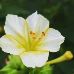 Beyaz Renkli Akşam Sefası Çiçeği Tohumu(20 tohum)