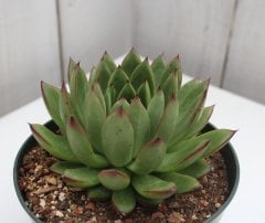Güzelliler Kraliçesi Echeveria Agavoides Nadir Çeşit Sukulent (5.5 Luk Saksıda)