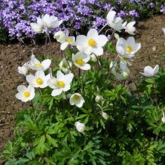 Anemone Beyaz Anemone Çiçeği Tohumu (20 tohum) Cazip Fiyata