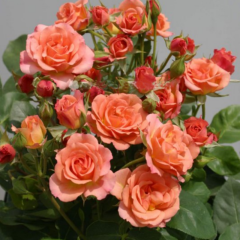 Tüplü Soğuklara Dayanıklı Peach Taifun Yediveren Alman Gül Fidanı