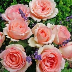 Tüplü Aşılı Souvenir De Baden Krem Pembesi Kokulu Yediveren Gül Fidanı