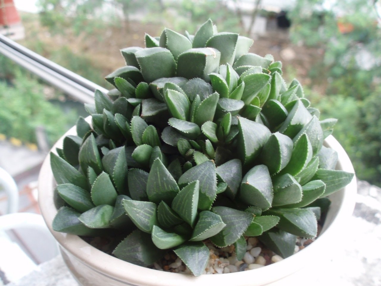 Haworthia Retusa  Nadir Çeşit Sukulent(5.5 Luk Saksıda)