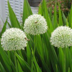 Beyaz Renkli Allium Çiçeği Tohumu (5 tohum)