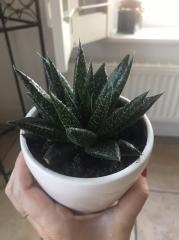 Howarthia Xy Nadir Çeşit Sukulent(5.5 Luk Saksıda)