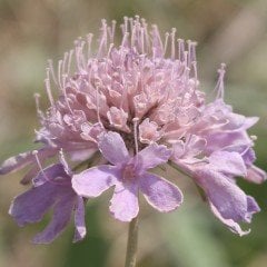 Lila Renkli Scabiosa Çiçeği (Uyuz Otu) Tohumu (20 tohum)