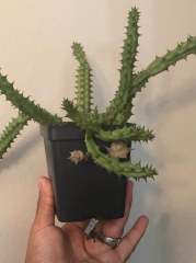 HuerniaSchneideriana Leş Kaktüs(5.5 Luk Saksıda)