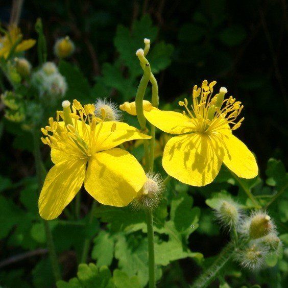 Sarı Çiçekli Nadir Tür Kırlangıç Otu Tohumu- 5 Adet