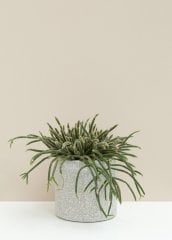 Rhipsalis Baccifera Kaktüs(Cactus) (5.5 Luk Saksıda)