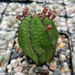 Euphorbia Anoplia Tanzanian Zipper Dikensiz Kaktüs(5.5 Luk Saksıda)
