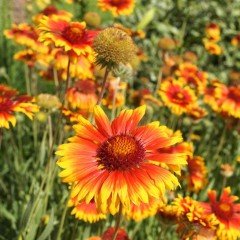 Ateştopu Gaillardiaaristata Gayret Çiçeği Tohumu(30 adet)