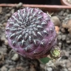 Sulcorebutia Rauschii Violet Kaktüs (5.5 luk Saksıda)