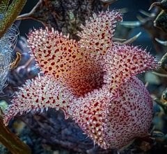 Stapelianthus Decaryi Leş Kaktüs (5.5 Luk Saksıda)