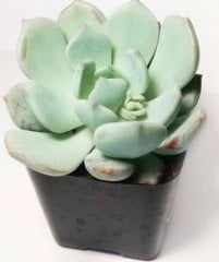 Sarı Çiçekli Graptoveria Opalina Sukulent (5.5 Luk Saksıda)