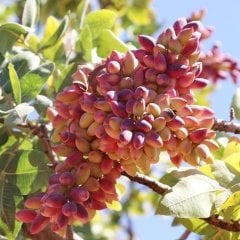 Tüplü Aşılı Antep Fıstığı Fidanı (3 Dişi + 1 Erkek)