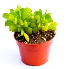 Peperomia Dolabriformis Özel Çeşit Sukulent (5.5 Luk Saksıda)